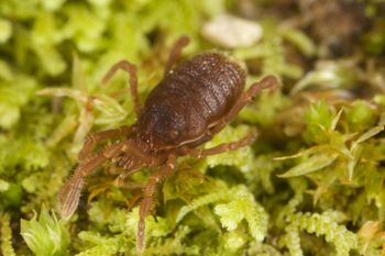 Media type: image;   Invertebrate Zoology 29554